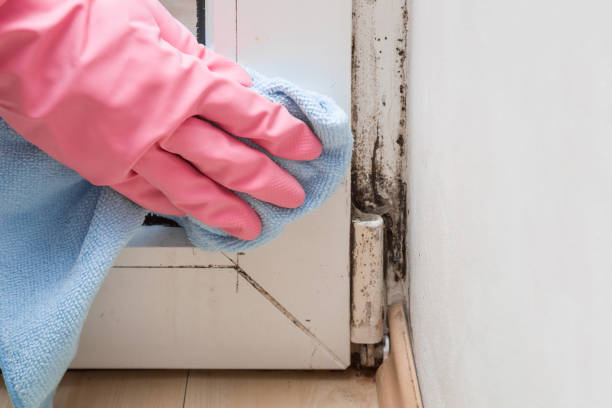 Best White Mold Remediation in Yeagertown, PA